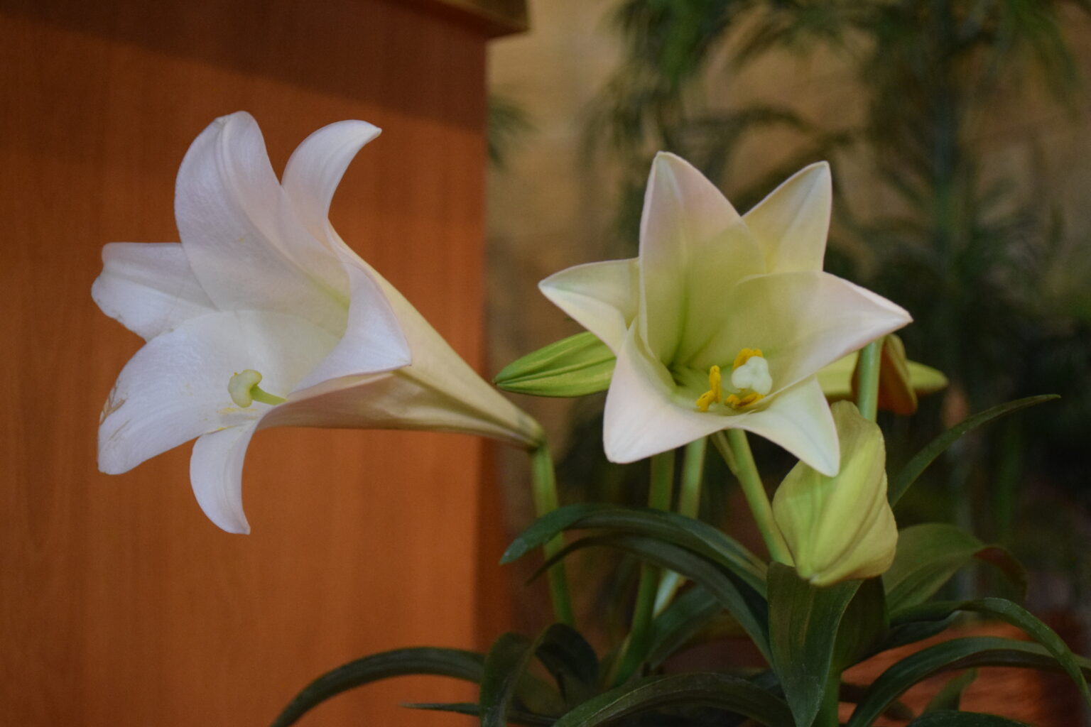 Altar Flower and Bulletin Sponsors - Christ Lutheran Church